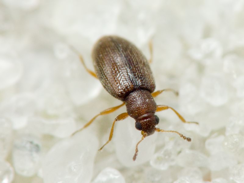 Cortinicara gibbosa (Herbst, 1793)